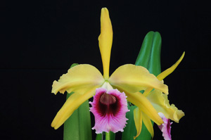 Cattleya tenebrosa 'Golden Delight' HCC/AOS 77 pts.